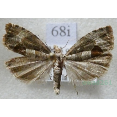 Notocelia uddmanniana (Linnaeus, 1758) Czech68i